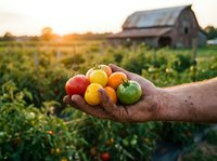 Farmer hands holding colorful heirloom tomatoes at sunset with rustic barn and vegetable garden in background for organic farming and harvest concepts.