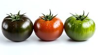 Fresh ripe tomatoes in different colors with water drops on white background - black kumato, red and green zebra heirloom varieties lined up in row.