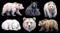 Watercolor bears collection featuring six different bear species in various poses and colors, isolated on transparent background. Ready for t-shirt design, clipart, stickers, sublimation, print-on-demand products, and digital crafts.