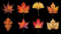 Set of eight autumn leaves in red, orange, and gold tones, isolated on transparent background. Great for T-shirts, stickers, clipart, sublimation, and print on demand.
