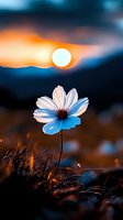 White cosmos flower against dramatic sunset sky, glowing orange sun and blue twilight create ethereal nature scene. Artistic macro photography for wall art.