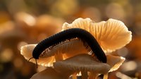 Delicate mushroom with golden translucent cap glowing in warm sunlight, showcasing natural textures and organic patterns in forest environment.