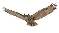 Isolated brown owl in flight with wings spread wide against white background, ready for design projects, web graphics, and educational materials.