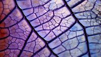 Macro photography of natural leaf texture showing intricate vein patterns and cracks in purple and blue gradient tones, creating abstract organic background pattern.