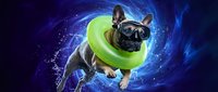 Young black and tan French Bulldog wearing neon green collar against vibrant blue energy vortex background. Playful pet portrait for animal lovers and dog enthusiasts.