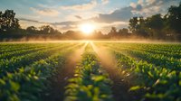 Vibrant green crop rows stretch toward golden sunset horizon with dramatic sunburst and misty atmosphere creating magical agricultural landscape at dusk.