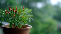 Fresh red chili peppers growing in terracotta pot against blurred green garden background, organic home gardening and spicy food ingredients.