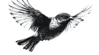 Black and white watercolor hummingbird in flight with spread wings and detailed feathers, artistic nature illustration showing graceful movement and delicate brushwork.