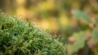 Close-up of lush green moss with shallow depth of field, blurred forest background. Suitable for nature, environmental, and botanical projects.