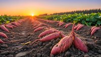 Sweet potato harvest field at golden sunset with fresh tubers in rich soil rows ready for organic farming market agriculture concept.