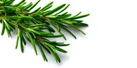 Fresh rosemary herb sprig isolated on white background, aromatic culinary ingredient for Mediterranean cooking and natural food flavoring.