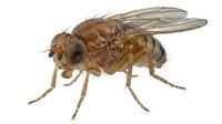 Macro shot of a brown fruit fly with detailed compound eyes, wings, and segmented body against white background, suitable for scientific, educational, and entomology content.