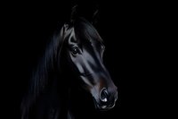 Dramatic portrait of black horse head against dark background showcasing noble profile, glossy coat and expressive eye. Fine art equine photography.