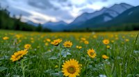 Yellow wildflowers bloom across mountain meadow at sunset, dramatic cloudy sky over peaks, vibrant summer landscape with golden daisies in green grass field.