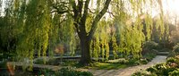 Peaceful park scene with majestic weeping willow tree, winding pathways, and lush green landscaping creating serene outdoor environment for relaxation and nature walks.