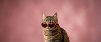 Stylish tabby cat wearing trendy red sunglasses against soft pink background for fashion and pet lifestyle content.