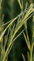 Fresh morning dew drops on green grass blades with soft natural lighting creating peaceful outdoor scene for wellness and nature concepts.