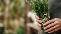 Hands holding fresh rosemary herb bundle tied with twine outdoors. Gardening, cooking ingredient, organic farming, culinary herbs, natural food preparation.