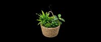 Hanging basket with lush green plants isolated on transparent background, ready for T-shirts, stickers, clipart, print on demand, and sublimation design use.