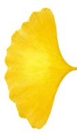 Bright yellow ginkgo leaf with detailed vein texture on white background, isolated botanical element suitable for design projects, textiles, and decorative applications.