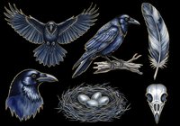 Dark raven clipart set with flying crow, perched bird, feather, nest with eggs, head portrait and skull, isolated on transparent background for stickers, t-shirt design, print on demand.