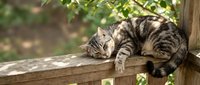 Tabby cat sleeping peacefully on wooden fence in sunny garden with green foliage background. Domestic pet relaxing outdoors in natural setting.