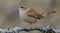 Small brown spotted wren perched on frost covered branch against blurred natural background, side view wildlife portrait in winter environment.