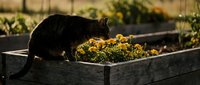 Tabby cat exploring raised garden bed with yellow marigold flowers in warm sunlight, perfect for gardening and pet lifestyle content.