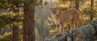 Mountain lion cougar puma standing on rocky outcrop in golden sunlight forest wilderness habitat for wildlife nature photography projects.