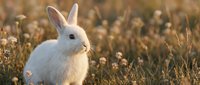 White rabbit sitting in dry grass and wildflowers during golden hour sunlight, suitable for nature and wildlife content.