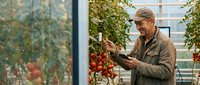 Senior male farmer with light skin tone and beard inspecting ripe tomatoes in modern greenhouse. Agricultural professional checking crop quality for harvest and food production.