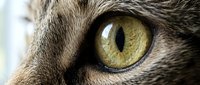 Close-up macro shot of cat eye with golden yellow iris and detailed fur texture. Pet photography showcasing feline anatomy and natural beauty for veterinary use.