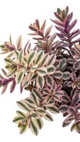 Variegated succulent plant with purple and cream striped foliage isolated on white background, suitable for botanical illustrations, garden design projects, and decorative applications.
