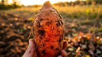 Fresh harvested sweet potato held in hands at sunset in agricultural field with warm golden light illuminating the root vegetable during autumn harvest season.