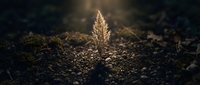 Young plant seedling emerging from dark fertile soil with golden sunlight creating hope and new life symbolism for growth concepts.