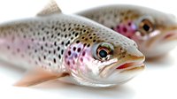 Fresh rainbow trout fish with spotted pattern and pink flesh isolated on white background for culinary cooking seafood restaurant menu design.