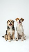 Two happy dogs sitting together on white background, mixed breed and beagle cross, tongues out, studio portrait for pet care and veterinary concepts.