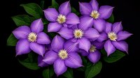 Vibrant purple clematis flowers in full bloom against dark background, with green leaves creating natural composition. Dramatic lighting enhances petals.