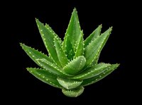 Aloe vera plant with thick green leaves isolated on transparent background, ready for t-shirt designs, clipart, stickers, print-on-demand products, and sublimation projects.
