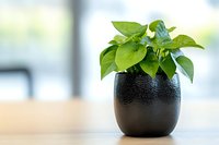 Fresh green pothos plant in modern black ceramic pot against bright window background, minimalist home decor on wooden surface with soft bokeh effect.