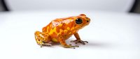 Golden poison frog with vibrant orange and yellow coloring isolated on white background, suitable for wildlife education, zoology materials, and nature design projects.