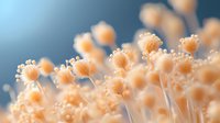 Delicate peach-colored dandelion seeds in soft focus against blue background create dreamy natural macro photography composition with bokeh effect.