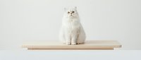 Fluffy white Persian cat sitting on a minimalist wooden shelf against a clean light background, evoking calm and elegance.