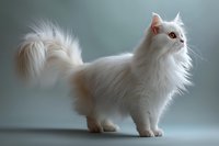 Elegant white Persian cat with long fluffy fur and amber eyes standing in profile against soft blue background, showcasing majestic feline grace and pedigree features.