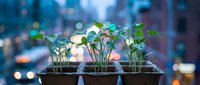 Young seedlings growing in pots with urban cityscape blurred in background, representing sustainable business growth, environmental responsibility, and green innovation in modern urban development.