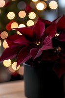 Deep red poinsettia plant in black pot against blurred Christmas lights creating magical bokeh effect, capturing festive holiday atmosphere and seasonal warmth.