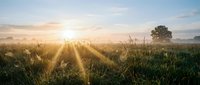 Sunrise over misty meadow with golden light rays piercing through morning fog and tall grass, creating atmospheric landscape for nature and wellness projects.