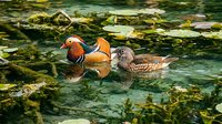 Mandarin duck pair swimming in tranquil pond with lily pads. Colorful male and brown female waterfowl in natural wetland habitat for wildlife photography.