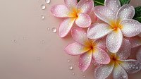 Fresh plumeria flowers with water drops on petals against soft pink background, creating romantic spa atmosphere for wellness and relaxation designs.
