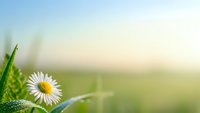 Small white daisy flower with yellow center on green leaf against soft blurred natural background. Fresh spring morning scene for wellness and nature concepts.